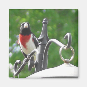 Vogelfotografie von Grosbeaks, gezüchtet von Rose Magnet