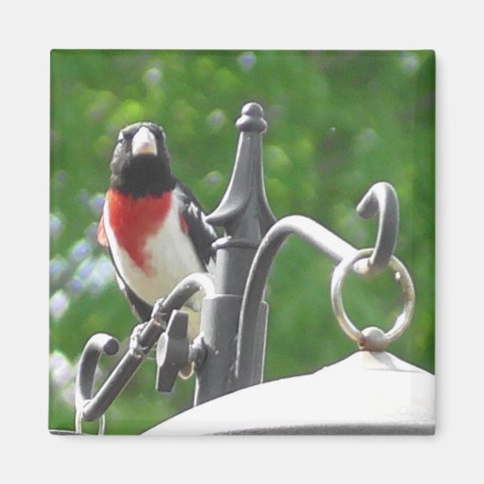 Vogelfotografie von Grosbeaks, gezüchtet von Rose Magnet (Vorne)