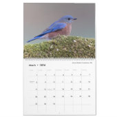 Vogelfotografie von Tom Spine - 2024 Kalender (Mär 2026)