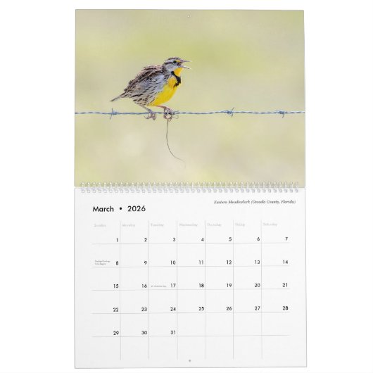 Vogelfotografie von Tom Spine, Kalender 2020 (Mär 2026)