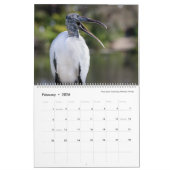 Vogelfotografie von Tom Spine, Kalender 2020 (Feb 2026)
