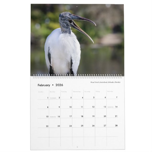 Vogelfotografie von Tom Spine, Kalender 2020 (Feb 2026)
