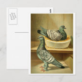 Vogelfotos Postkarten online Postkarten (Vorne/Hinten)