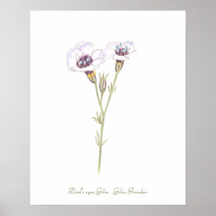 Vogelgesicht-Gilia-Aquarell Poster