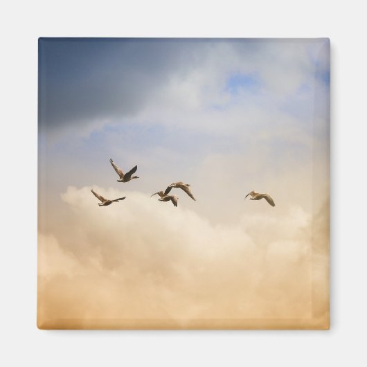 Vogelgrippe im Flug Magnet (Vorne)