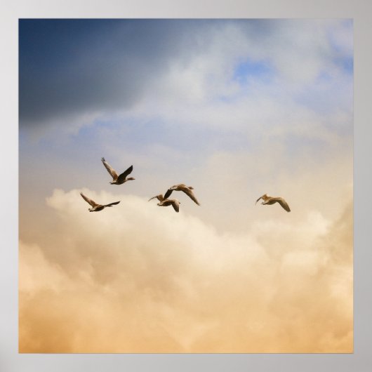 Vogelgrippe im Flug Poster (Vorne)