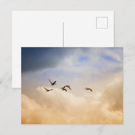 Vogelgrippe im Flug Postkarte (Vorne/Hinten)