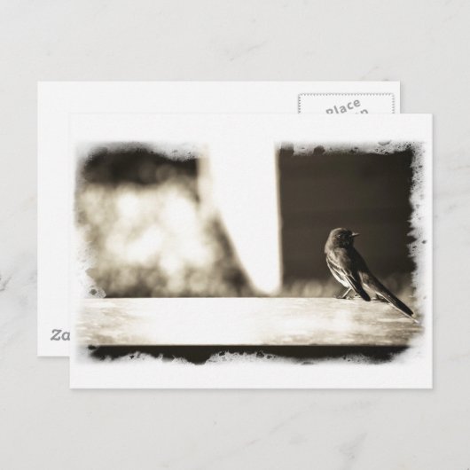 Vogelgrippe in Sepia Postkarte (Vorne/Hinten)