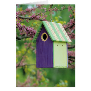 Vogelhaus auf einem Judasbaum
