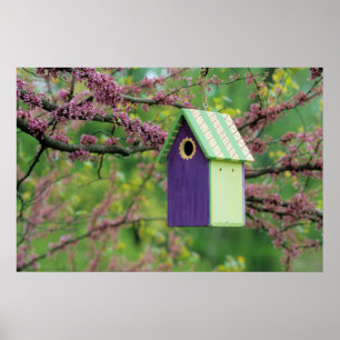 Vogelhaus auf einem Redbud Baum Poster