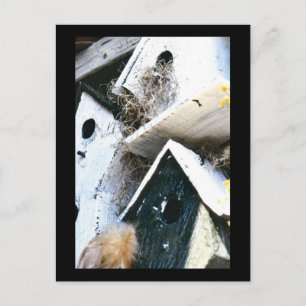 Vogelhäuser Postkarte