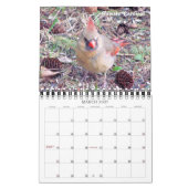 Vogelkalender 2016 aus meinem Fenster Kalender (Mär 2027)