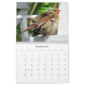 Vogelkalender für Hinterhofplätze Kalender (Jan 2026)