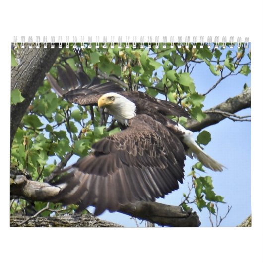 Vogelkalender und Entenkalender Kalender (Titelbild)