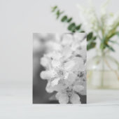Vogelkirschblüten in Schwarz-Weiß Postkarte (Stehend Vorderseite)