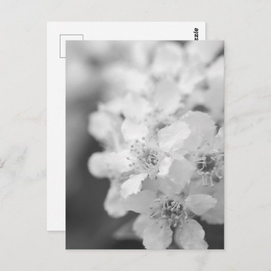 Vogelkirschblüten in Schwarz-Weiß Postkarte (Vorne/Hinten)