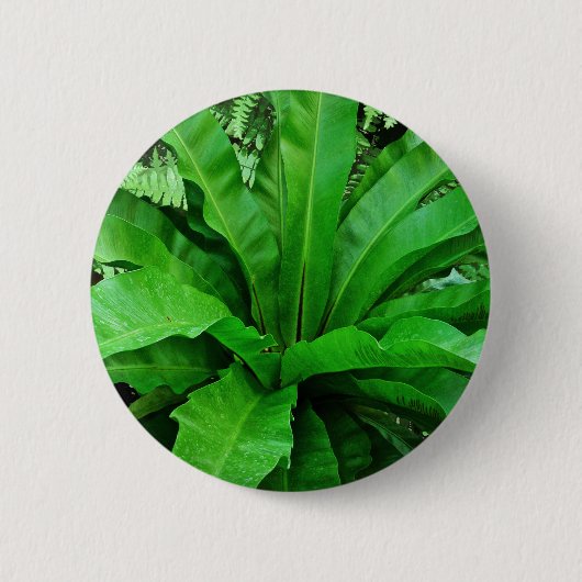 Vogelnest Fern Button (Vorderseite)