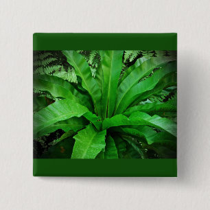 Vogelnest Fern Button