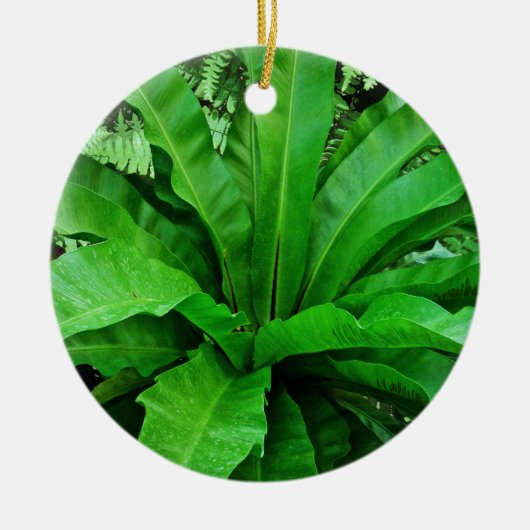 Vogelnest Fern Keramikornament (Vorne)