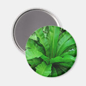 Vogelnest Fern Magnet (Vorderseite/Rückseite)