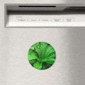 Vogelnest Fern Magnet (In Situ (Geschirrspüler))