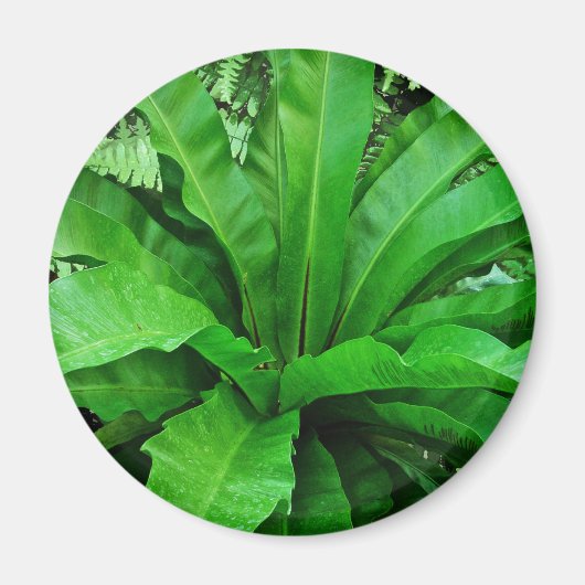 Vogelnest Fern Magnet (Vorne)
