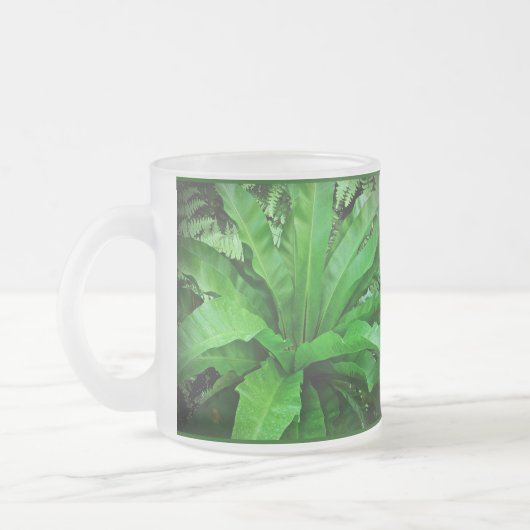 Vogelnest Fern Mattglastasse (Links)