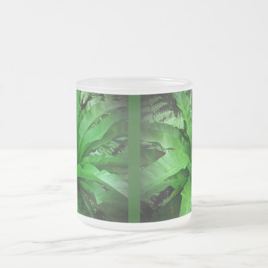 Vogelnest Fern Mattglastasse (Mittel)