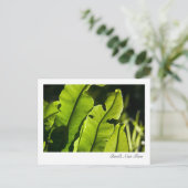 Vogelnest-Fern-Postkarte Postkarte (Stehend Vorderseite)