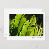 Vogelnest-Fern-Postkarte Postkarte (Vorne/Hinten)