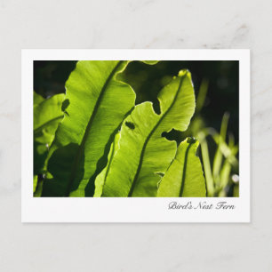 Vogelnest-Fern-Postkarte Postkarte