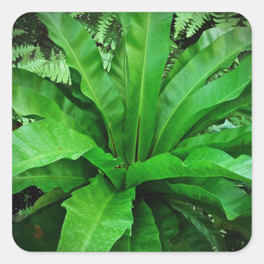 Vogelnest Fern Quadratischer Aufkleber (Vorderseite)