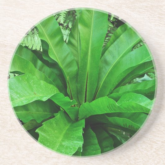 Vogelnest Fern Sandstein Untersetzer (Vorne)