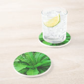 Vogelnest Fern Sandstein Untersetzer (Seite)