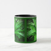 Vogelnest Fern Tasse (Zentrum)