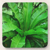 Vogelnest Fern Untersetzer (Vorderseite)