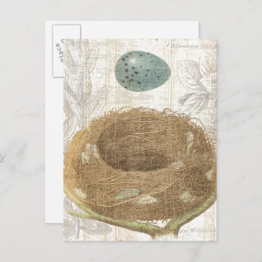 Vogelnest mit dekorativem Ei Postkarte (Vorne/Hinten)