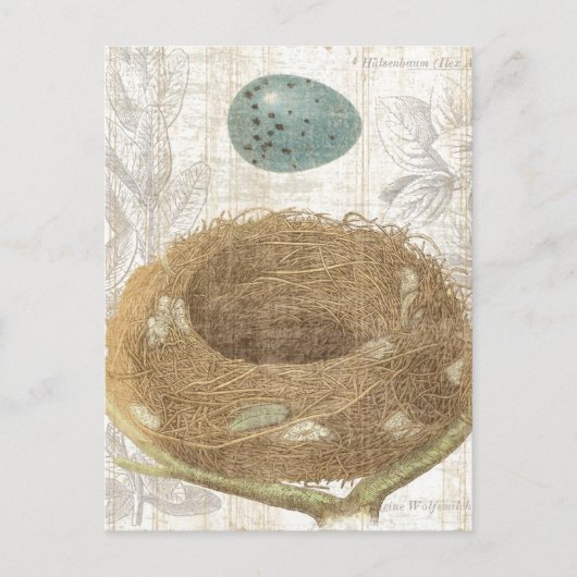 Vogelnest mit dekorativem Ei Postkarte (Vorderseite)