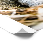 Vogelnest Poster (Ecke)