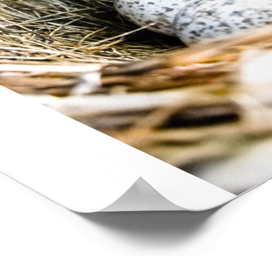 Vogelnest Poster (Ecke)