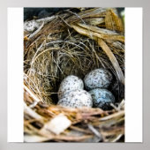 Vogelnest Poster (Vorne)