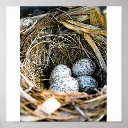 Vogelnest Poster (Vorne)