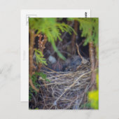 Vogelnest Postkarte (Vorne/Hinten)