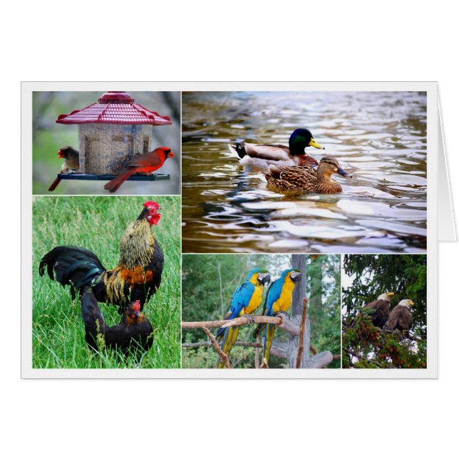 VogelpaarCollage (Vorderseite (Horizontal))