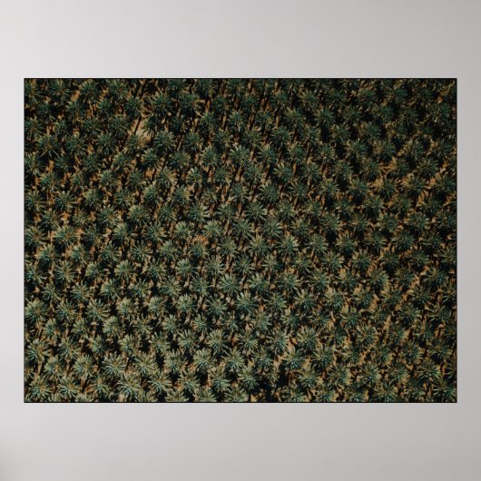 Vogelperspektivfotografie von Palmen Poster (Vorne)