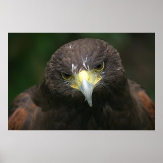 Vogelplakat 13 poster (Vorne)