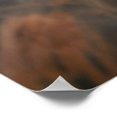 Vogelplakat 13 poster (Ecke)