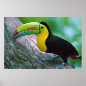 Vogelplakat 16 poster (Vorne)