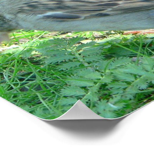 Vogelplakat Poster (Ecke)