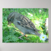 Vogelplakat Poster (Vorne)